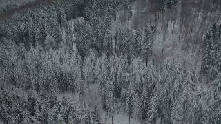 Link to Video | tree, winter, Hunsrück, Kalt, Hochwald, forest, aerial shot, Greimerath