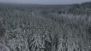 Link zum Video | Baum, Winter, Hunsrück, Kalt, Hochwald, Wald, Luftaufnahme, Greimerath