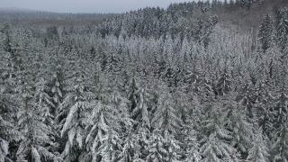 Link zum Video | Baum, Winter, Hunsrück, Kalt, Hochwald, Wald, Luftaufnahme, Greimerath