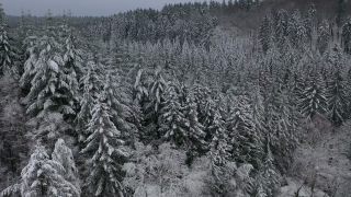 Link to Video | tree, winter, Hunsrück, Kalt, Hochwald, forest, aerial shot, Greimerath