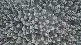 Link to Video | tree, winter, Hunsrück, Kalt, Hochwald, forest, aerial shot, Greimerath