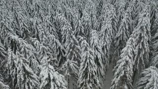 Link zum Video | Baum, Winter, Hunsrück, Kalt, Hochwald, Wald, Luftaufnahme, Greimerath