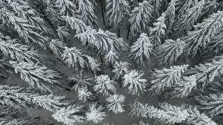 Link to Video | tree, winter, Hunsrück, Kalt, Hochwald, forest, aerial shot, Greimerath