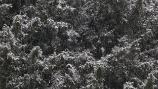 Link to Video | tree, winter, snowing, snow, nature
