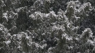 Link to Video | tree, winter, snowing, snow, nature
