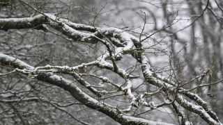 Link to Video | tree, winter, snowing, snow, nature