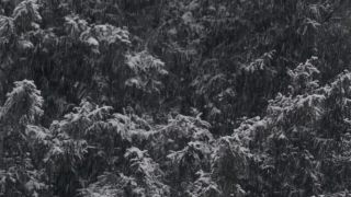 Link to Video | tree, winter, snowing, snow, nature