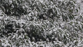 Link to Video | tree, winter, snowing, snow, nature