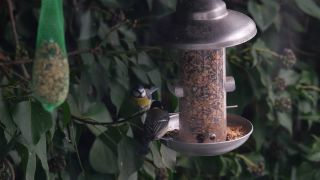 Link to Video | fauna, winter, tit, suet cake, Germany, bird food, birds, animal