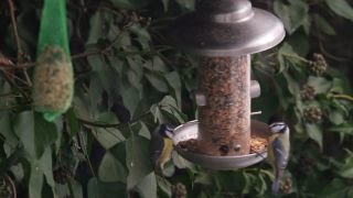 Link to Video | fauna, winter, tit, suet cake, Germany, bird food, birds, animal