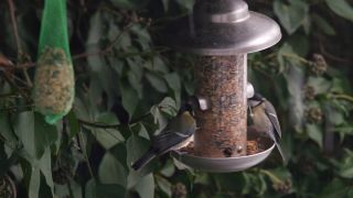 Link to Video | fauna, winter, tit, suet cake, Germany, bird food, birds, animal