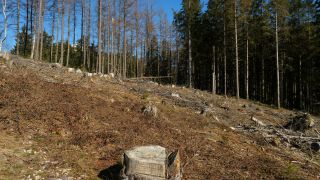 Link to Video | Rhineland-Palatinate, Hunsrück-Hochwald National Park, Germany, Western Europe, Central Europe, Hunsrück, Erbeskopf, Mittelgebirge