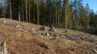 Link zum Video | Rheinland-Pfalz, Nationalpark Hunsrück-Hochwald, Deutschland, Westeuropa, Mitteleuropa, Hunsrück, Erbeskopf, Mittelgebirge