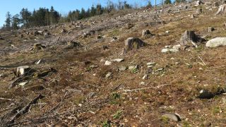 Link to Video | Rhineland-Palatinate, Hunsrück-Hochwald National Park, Germany, Western Europe, Central Europe, Hunsrück, Erbeskopf, Mittelgebirge