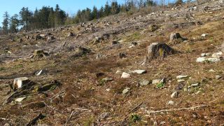 Link to Video | Rhineland-Palatinate, Hunsrück-Hochwald National Park, Germany, Western Europe, Central Europe, Hunsrück, Erbeskopf, Mittelgebirge