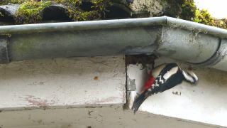 Link to Video | Rhineland-Palatinate, rain gutter, Germany, Great Spotted Woodpecker, wood, nest, birds, Kastel-Staadt, Dendrocopos, nature