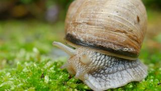 Link to Video | Rhineland-Palatinate, Germany, Helix, Helix pomatia, biology, zoology, Kastel-Staadt, nature, Trier-Saarburg