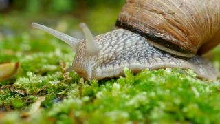 Link to Video | Rhineland-Palatinate, Germany, Helix, Helix pomatia, biology, zoology, Kastel-Staadt, nature, Trier-Saarburg