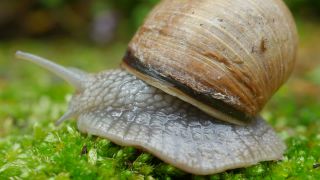 Link to Video | Rhineland-Palatinate, Germany, Helix, Helix pomatia, biology, zoology, Kastel-Staadt, nature, Trier-Saarburg