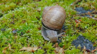 Link to Video | Rhineland-Palatinate, Germany, Helix, Helix pomatia, biology, zoology, Kastel-Staadt, nature, Trier-Saarburg
