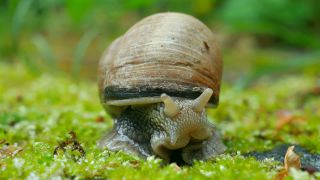 Link to Video | Rhineland-Palatinate, Germany, Helix, Helix pomatia, biology, zoology, Kastel-Staadt, nature, Trier-Saarburg