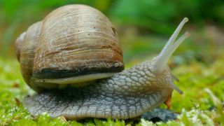 Link to Video | Rhineland-Palatinate, Germany, Helix, Helix pomatia, biology, zoology, Kastel-Staadt, nature, Trier-Saarburg