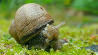 Link zum Video | Rheinland-Pfalz, Deutschland, Helix, Weinbergschnecke, Biologie, Zoologie, Kastel-Staadt, Natur, Landkreis Trier-Saarburg