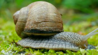 Link to Video | Rhineland-Palatinate, Germany, Helix, Helix pomatia, biology, zoology, Kastel-Staadt, nature, Trier-Saarburg
