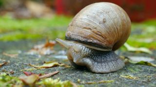 Link zum Video | Rheinland-Pfalz, Deutschland, Helix, Weinbergschnecke, Biologie, Zoologie, Kastel-Staadt, Natur, Landkreis Trier-Saarburg