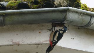 Link to Video | Rhineland-Palatinate, rain gutter, Germany, Great Spotted Woodpecker, wood, nest, birds, Kastel-Staadt, Dendrocopos, nature