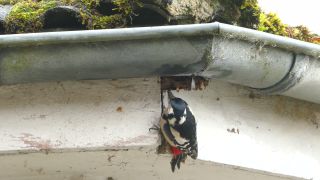 Link to Video | Rhineland-Palatinate, rain gutter, Germany, Great Spotted Woodpecker, wood, nest, birds, Kastel-Staadt, Dendrocopos, nature