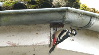 Link to Video | Rhineland-Palatinate, rain gutter, Germany, Great Spotted Woodpecker, wood, nest, birds, Kastel-Staadt, Dendrocopos, nature