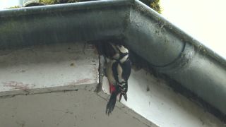 Link to Video | Rhineland-Palatinate, rain gutter, Germany, Great Spotted Woodpecker, wood, nest, birds, Kastel-Staadt, Dendrocopos, nature