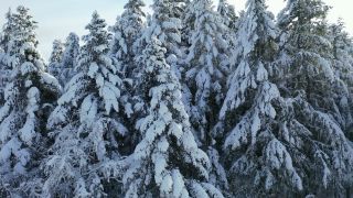 Link to Video | landscape, tree, bird's-eye view, winter, territorial entity, season, landform, Hunsrück, forest, aerial shot, snow, nature, Kell am See
