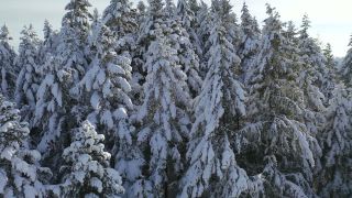 Link to Video | landscape, tree, bird's-eye view, winter, territorial entity, season, landform, Hunsrück, forest, aerial shot, snow, nature, Kell am See