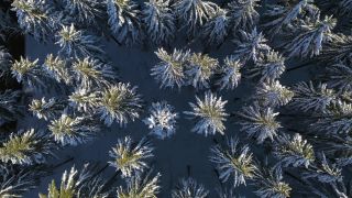 Link to Video | landscape, tree, bird's-eye view, winter, territorial entity, season, landform, Hunsrück, forest, aerial shot, snow, nature, Kell am See