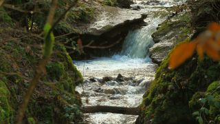Link to Video | landscape, liquid, Saarland, Dreisbach, Germany, water, watercourse, forest, stream, Wasserlauf, Steinbachtal westlich Saarschleife, nature