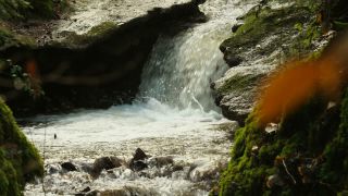 Link to Video | landscape, liquid, Saarland, Dreisbach, Germany, water, watercourse, forest, stream, Wasserlauf, Steinbachtal westlich Saarschleife, nature