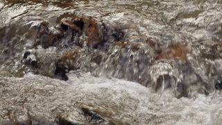 Link to Video | landscape, liquid, Saarland, Dreisbach, Germany, water, watercourse, forest, stream, Wasserlauf, Steinbachtal westlich Saarschleife, nature