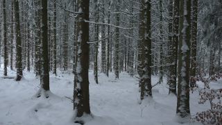 Link to Video | tree, winter, Saar-Hunsrück Nature Park, white, season, forest, Hochwald, Greimerath, snow, woody plant, nature