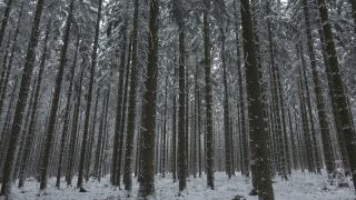 Link to Video | tree, winter, Saar-Hunsrück Nature Park, white, season, forest, Hochwald, Greimerath, snow, woody plant, nature