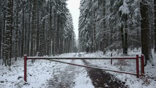 Link to Video | tree, winter, Saar-Hunsrück Nature Park, white, season, forest, Hochwald, Greimerath, snow, woody plant, nature