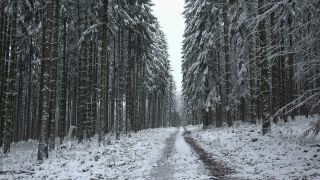 Link to Video | tree, winter, Saar-Hunsrück Nature Park, white, season, forest, Hochwald, Greimerath, snow, woody plant, nature