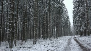 Link to Video | tree, winter, Saar-Hunsrück Nature Park, white, season, forest, Hochwald, Greimerath, snow, woody plant, nature