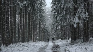 Link to Video | tree, winter, Saar-Hunsrück Nature Park, white, season, forest, Hochwald, Greimerath, snow, woody plant, nature