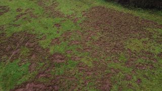 Link to Video | grassland, landscape, Rhineland-Palatinate, wildlife damage, aerial shot, damage, Kastel-Staadt, Sus scrofa, meadow