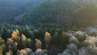 Link to Video | landscape, bird's-eye view, Rhineland-Palatinate, autumn, Germany, Saar-Hunsrück Nature Park, soft rime, forest, aerial shot, Kastel-Staadt, nature