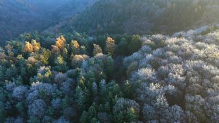 Link to Video | landscape, bird's-eye view, Rhineland-Palatinate, autumn, Germany, Saar-Hunsrück Nature Park, soft rime, forest, aerial shot, Kastel-Staadt, nature