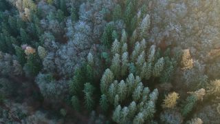 Link to Video | landscape, bird's-eye view, Rhineland-Palatinate, autumn, Germany, Saar-Hunsrück Nature Park, soft rime, forest, aerial shot, Kastel-Staadt, nature