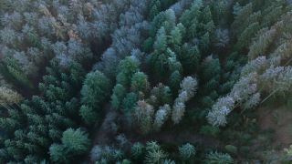 Link to Video | landscape, bird's-eye view, Rhineland-Palatinate, autumn, Germany, Saar-Hunsrück Nature Park, soft rime, forest, aerial shot, Kastel-Staadt, nature